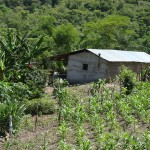 A typical rural scene