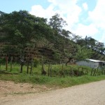 Malcote school - Coffee plants in the background