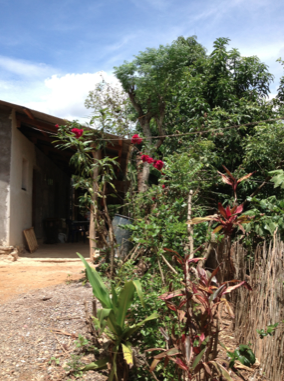 Their home in La Estanzuela. They grow Most of their food: the trees are dripping with avocados And mangos. They cultivate Maize and beans. They have chickens and pigs.